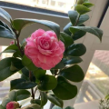 山茶花种植,从土壤选择到病虫害防治