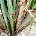 水稻纹枯病,成因、症状与综合防治策略