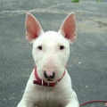 牛头梗犬,忠诚勇敢的英国中型犬种